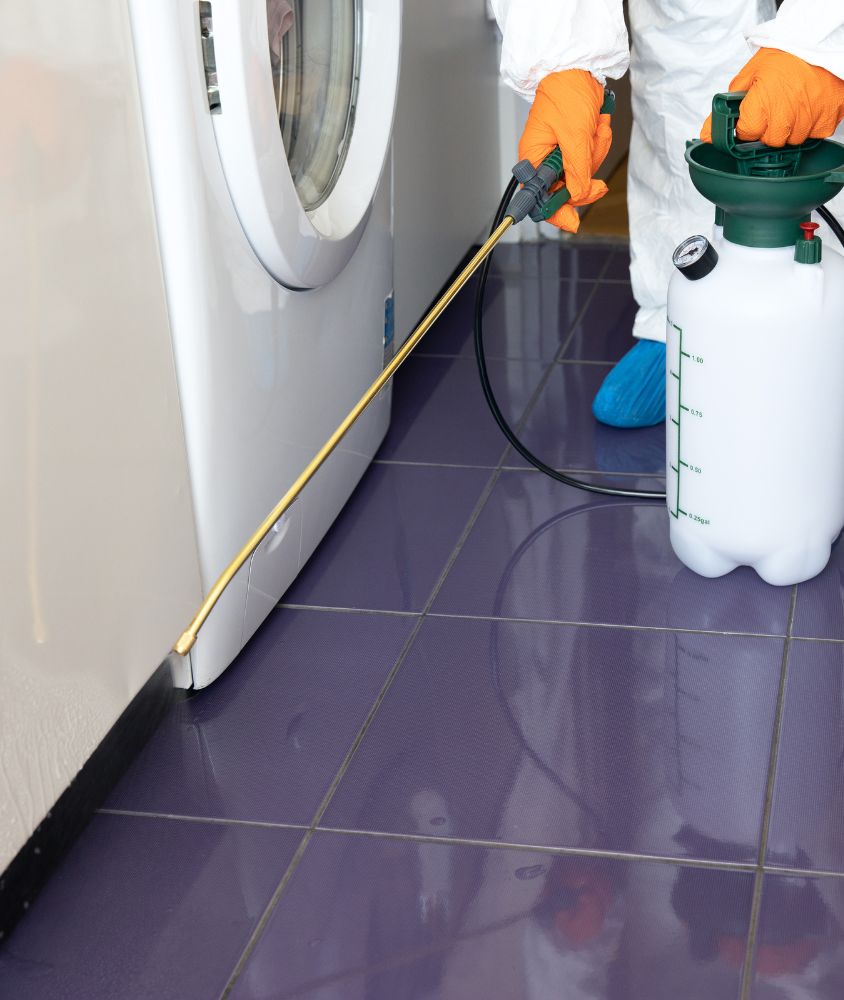 Dedetização em São José dos Pinhais