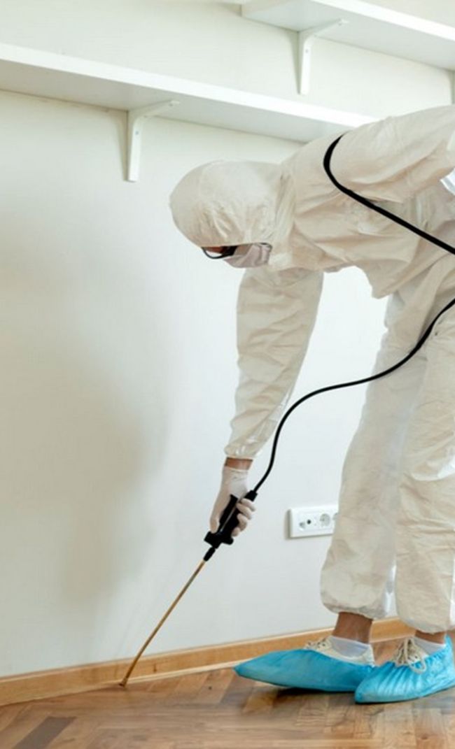 dedetizadora em São José dos Pinhais